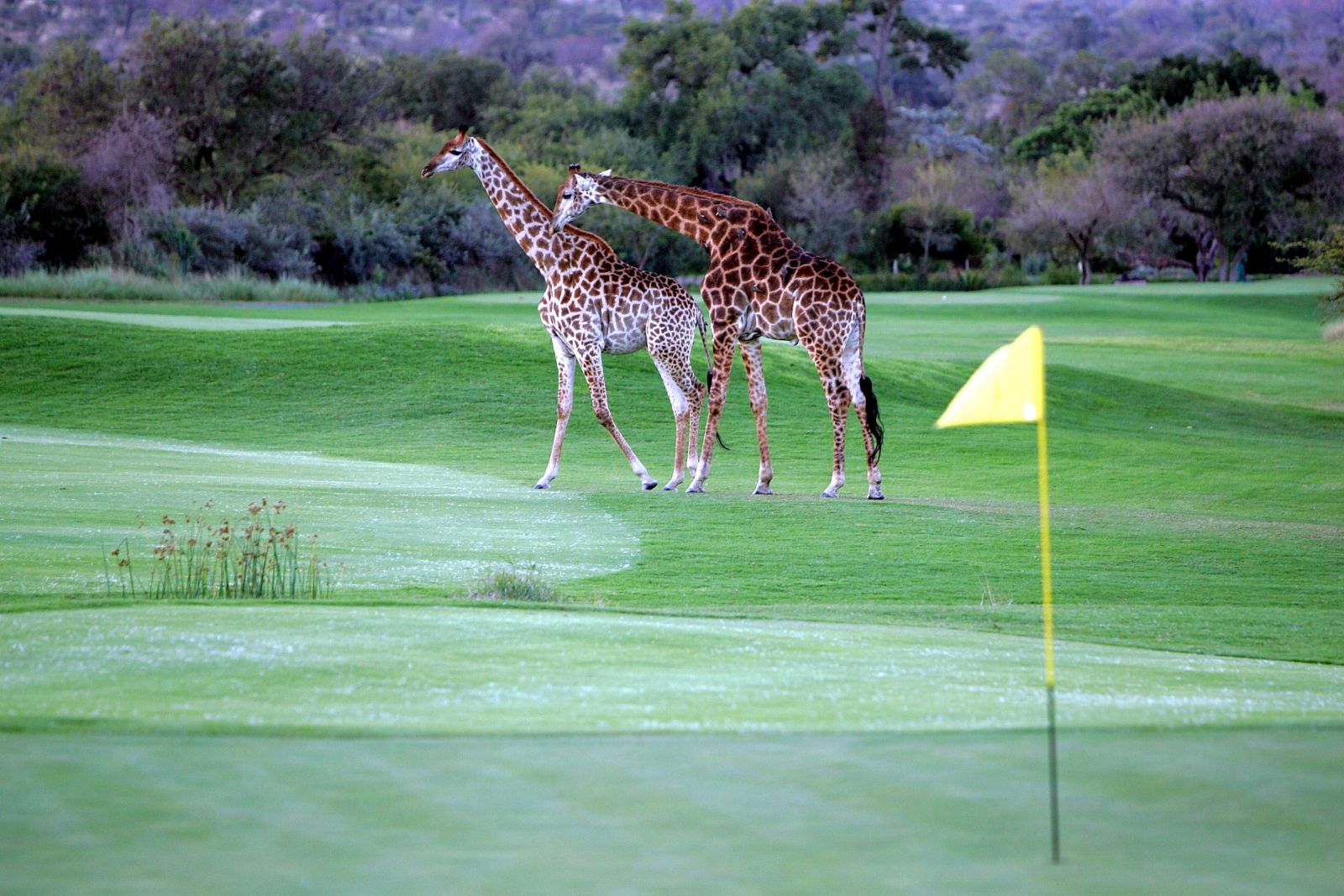 Khám phá top 5 sân golf tốt nhất Nam Phi