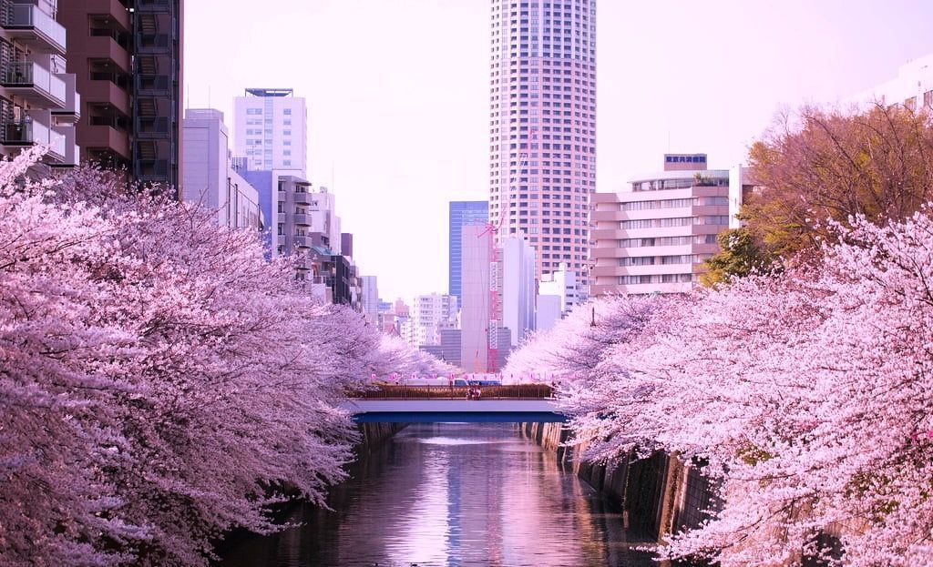 Những địa điểm ngắm hoa anh đào đẹp nhất Nhật Bản 2024
