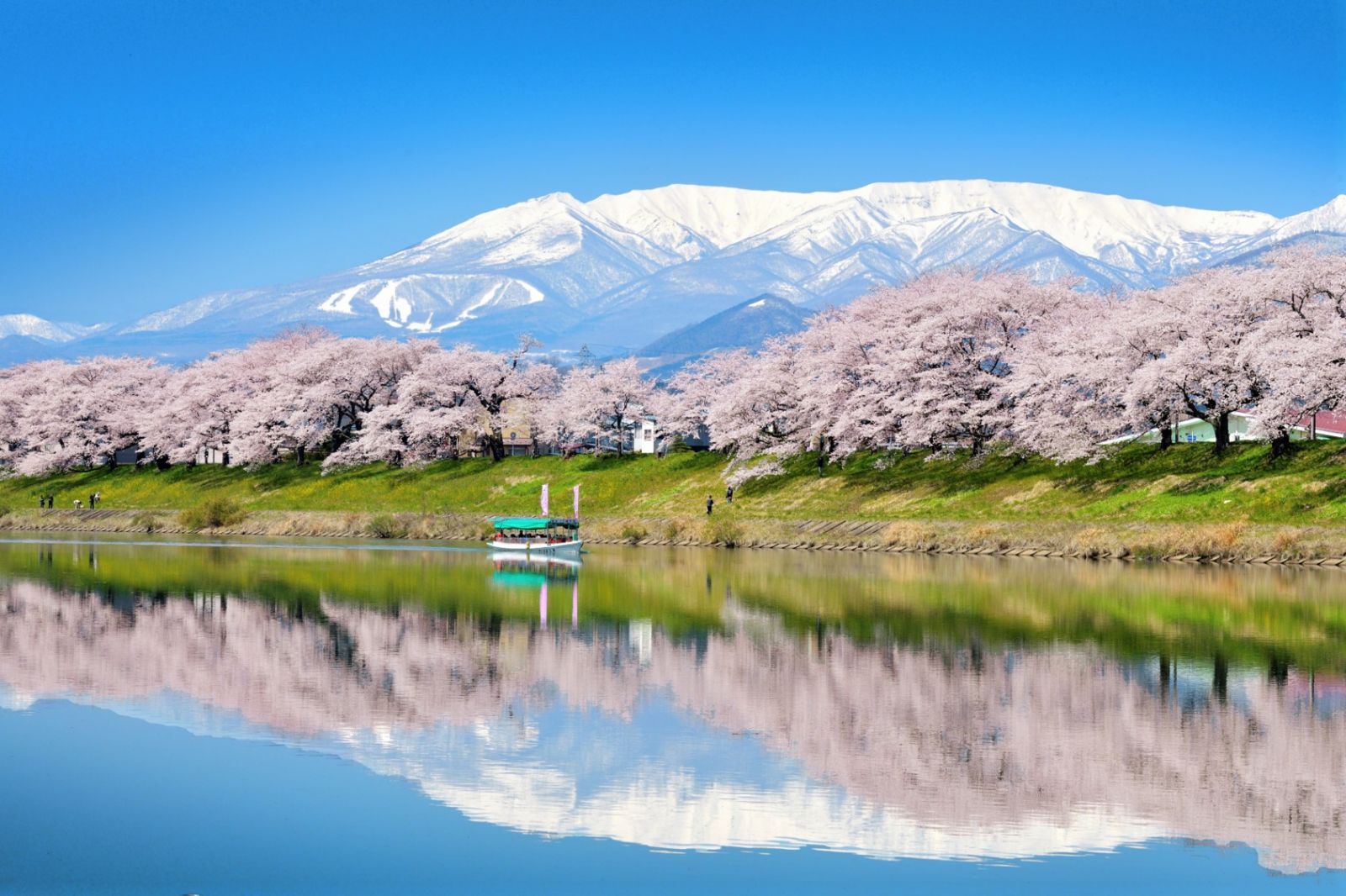Những địa điểm ngắm hoa anh đào đẹp nhất Nhật Bản 2024
